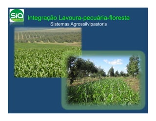 Integração Lavoura-pecuária-floresta
        Sistemas Agrossilvipastoris
 