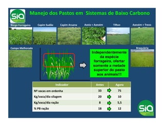 Manejo	
  dos	
  Pastos	
  em	
  	
  Sistemas	
  de	
  Baixo	
  Carbono	
  
Sorgo	
  Forrageiro	
                 Capim	
  Sudão	
                                                          Capim	
  Aruana	
                                        Aveia	
  +	
  Azevém	
     Titon	
       Azevém	
  +	
  Trevo	
  




Campo	
  Melhorado	
                                                                                                                                                                                                  Braquiária	
  
                                                                                                                                                                                  Independentemente
                                                                                                                                                                                       da espécie
                                                                                                                                                                                   forrageira, ofertar
                                                                                                                                                                                   somente a metade
                                                                                                                                                                                   superior do pasto
                                                                                                                                                                                     aos animais!!!

                                                                                                Indicador	
                                                                            Antes	
        Agora	
  
                          Nº	
  vacas	
  em	
  ordenha	
  	
  	
  	
  	
  	
  	
  	
  	
  	
  	
  	
  	
  	
                                                                              33	
           75	
  
                          Kg/vaca/dia	
  silagem	
  	
  	
  	
  	
  	
  	
  	
  	
  	
  	
  	
  	
  	
  	
  	
  	
  	
  	
  	
  	
  	
  	
                                                20	
           10	
  
                          Kg/vaca/dia	
  ração	
  	
  	
  	
  	
  	
  	
  	
  	
  	
  	
  	
  	
  	
  	
  	
  	
  	
  	
  	
  	
  	
  	
  	
  	
  	
  	
  	
  	
  	
                       8	
          5,5	
  
                          %	
  PB	
  ração	
  	
  	
  	
  	
  	
  	
  	
  	
  	
  	
  	
  	
  	
  	
  	
  	
  	
  	
  	
  	
                                                              18	
           12	
  
 
