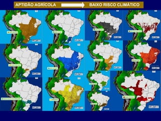 APTIDÃO AGRÍCOLA   BAIXO RISCO CLIMÁTICO
 