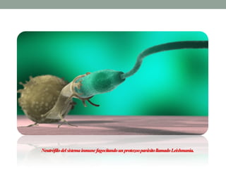 Neutrófilo del sistema inmune fagocitando un protozoo parásito llamado Leishmania.
 