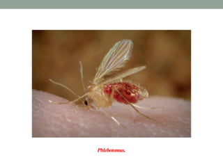 Phlebotomus.
 