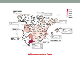 Leishmaniasis canina en España
 