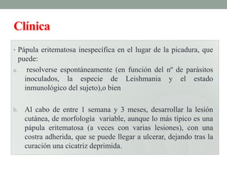 Clínica
• Pápula eritematosa inespecífica en el lugar de la picadura, que
  puede:
a. resolverse espontáneamente (en función del nº de parásitos
    inoculados, la especie de Leishmania y el estado
    inmunológico del sujeto),o bien

b.   Al cabo de entre 1 semana y 3 meses, desarrollar la lesión
     cutánea, de morfología variable, aunque lo más típico es una
     pápula eritematosa (a veces con varias lesiones), con una
     costra adherida, que se puede llegar a ulcerar, dejando tras la
     curación una cicatriz deprimida.
 