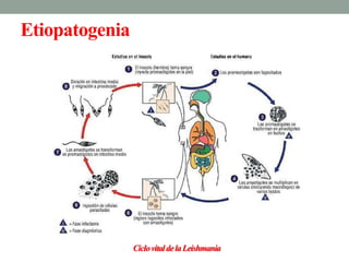 Etiopatogenia




                Ciclo vital de la Leishmania
 