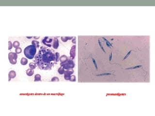 amastigotes dentro de un macrófago   promastigotes
 