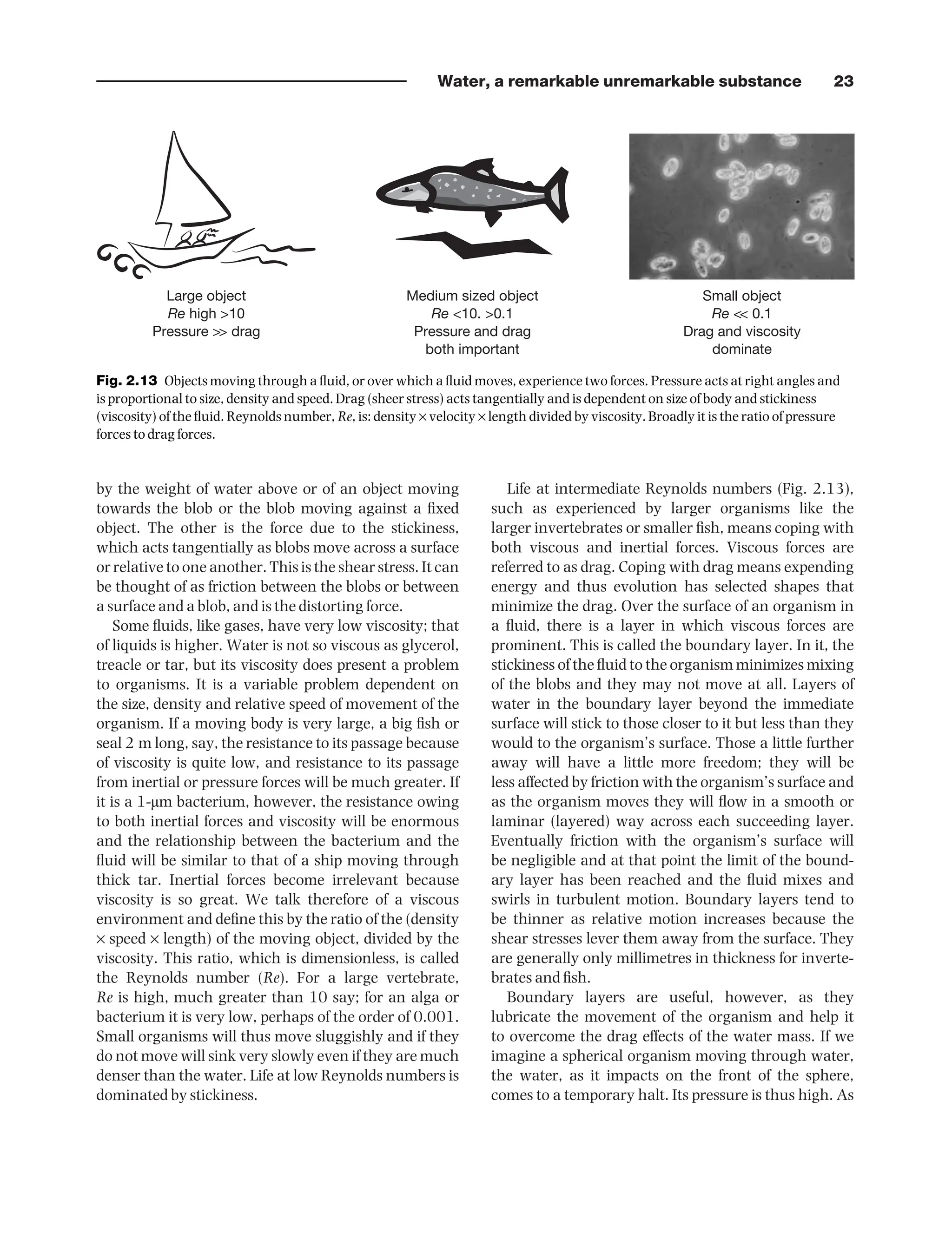 Water, a remarkable unremarkable substance 23
by the weight of water above or of an object moving
towards the blob or the blob moving against a fixed
object. The other is the force due to the stickiness,
which acts tangentially as blobs move across a surface
or relative to one another. This is the shear stress. It can
be thought of as friction between the blobs or between
a surface and a blob, and is the distorting force.
Some fluids, like gases, have very low viscosity; that
of liquids is higher. Water is not so viscous as glycerol,
treacle or tar, but its viscosity does present a problem
to organisms. It is a variable problem dependent on
the size, density and relative speed of movement of the
organism. If a moving body is very large, a big fish or
seal 2 m long, say, the resistance to its passage because
of viscosity is quite low, and resistance to its passage
from inertial or pressure forces will be much greater. If
it is a 1-µm bacterium, however, the resistance owing
to both inertial forces and viscosity will be enormous
and the relationship between the bacterium and the
fluid will be similar to that of a ship moving through
thick tar. Inertial forces become irrelevant because
viscosity is so great. We talk therefore of a viscous
environment and define this by the ratio of the (density
× speed × length) of the moving object, divided by the
viscosity. This ratio, which is dimensionless, is called
the Reynolds number (Re). For a large vertebrate,
Re is high, much greater than 10 say; for an alga or
bacterium it is very low, perhaps of the order of 0.001.
Small organisms will thus move sluggishly and if they
do not move will sink very slowly even if they are much
denser than the water. Life at low Reynolds numbers is
dominated by stickiness.
Life at intermediate Reynolds numbers (Fig. 2.13),
such as experienced by larger organisms like the
larger invertebrates or smaller fish, means coping with
both viscous and inertial forces. Viscous forces are
referred to as drag. Coping with drag means expending
energy and thus evolution has selected shapes that
minimize the drag. Over the surface of an organism in
a fluid, there is a layer in which viscous forces are
prominent. This is called the boundary layer. In it, the
stickiness of the fluid to the organism minimizes mixing
of the blobs and they may not move at all. Layers of
water in the boundary layer beyond the immediate
surface will stick to those closer to it but less than they
would to the organism’s surface. Those a little further
away will have a little more freedom; they will be
less affected by friction with the organism’s surface and
as the organism moves they will flow in a smooth or
laminar (layered) way across each succeeding layer.
Eventually friction with the organism’s surface will
be negligible and at that point the limit of the bound-
ary layer has been reached and the fluid mixes and
swirls in turbulent motion. Boundary layers tend to
be thinner as relative motion increases because the
shear stresses lever them away from the surface. They
are generally only millimetres in thickness for inverte-
brates and fish.
Boundary layers are useful, however, as they
lubricate the movement of the organism and help it
to overcome the drag effects of the water mass. If we
imagine a spherical organism moving through water,
the water, as it impacts on the front of the sphere,
comes to a temporary halt. Its pressure is thus high. As
Large object
Re high >10
Pressure >> drag
Medium sized object
Re <10. >0.1
Pressure and drag
both important
Small object
Re << 0.1
Drag and viscosity
dominate
Fig. 2.13 Objects moving through a fluid, or over which a fluid moves, experience two forces. Pressure acts at right angles and
is proportional to size, density and speed. Drag (sheer stress) acts tangentially and is dependent on size of body and stickiness
(viscosity) of the fluid. Reynolds number, Re, is: density × velocity × length divided by viscosity. Broadly it is the ratio of pressure
forces to drag forces.
9781444334746_4_002.qxd 2/4/10 11:25 Page 23
 