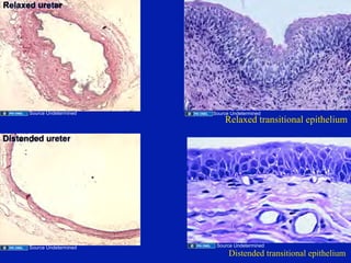 12.08.08: Histology of the Urinary Tract | PDF