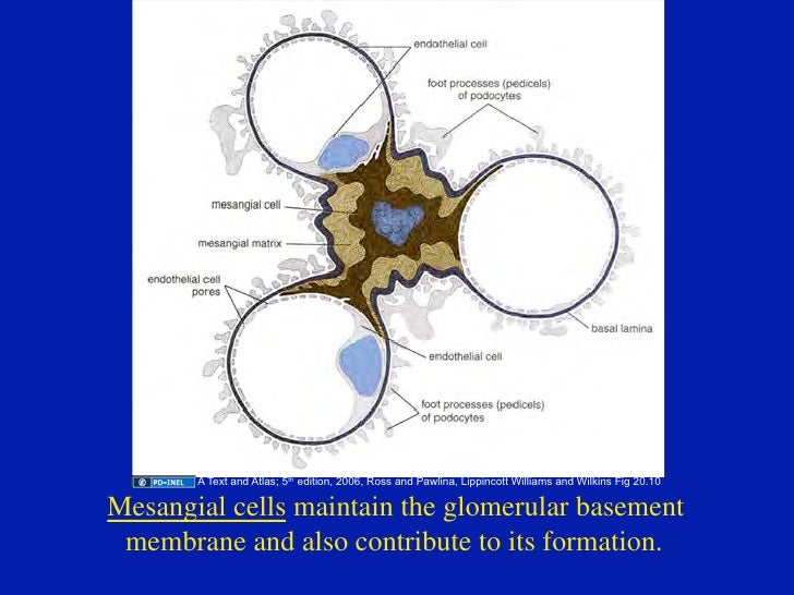 12 08 08 Histology Of The Urinary Tract