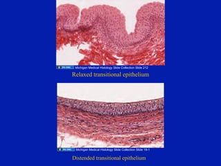 12.08.08: Histology of the Urinary Tract | PDF