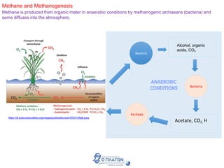 Methane and Methanogenesis
Methane is produced from organic mater in anaerobic conditions by methanogenic archaeans (bacteria) and
some diffuses into the atmosphere.
https://dl.sciencesocieties.org/images/publications/sh/53/4/12fig6.jpeg
Bacteria
Alcohol, organic
acids, CO2
Bacteria
Acetate, CO2, H
Archaea
 