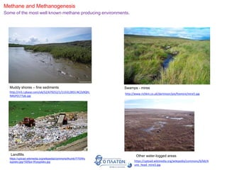 Methane and Methanogenesis
Some of the most well known methane producing environments.
http://m5.i.pbase.com/o6/52/679252/1/115312855.NCZy9Qhl.
IMGP0177pb.jpg
Muddy shores – fine sediments
http://www.richkni.co.uk/dartmoor/pix/foxmire/mire5.jpg
Swamps - mires
https://upload.wikimedia.org/wikipedia/commons/thumb/7/70/Wy
sypisko.jpg/1920px-Wysypisko.jpg
Landfills
https://upload.wikimedia.org/wikipedia/commons/b/b6/A
une_head_mire3.jpg
Other water-logged areas
 