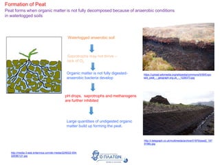 Formation of Peat
Peat forms when organic matter is not fully decomposed because of anaerobic conditions
in waterlogged soils
http://media-3.web.britannica.com/eb-media/22/6022-004-
32EBE121.jpg
https://upload.wikimedia.org/wikipedia/commons/5/59/Expo
sed_peat_-_geograph.org.uk_-_1226373.jpg
Waterlogged anaerobic soil
Saprotrophs may not thrive –
lack of O2
Organic matter is not fully digested-
anaerobic bacteria develop
pH drops, saprotrophs and methanogens
are further inhibited
http://i.telegraph.co.uk/multimedia/archive/01879/peat2_187
9196c.jpg
Large quantities of undigested organic
matter build up forming the peat.
 