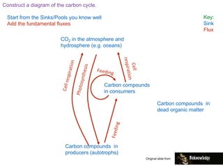 Construct a diagram of the carbon cycle.
Start from the Sinks/Pools you know well
Add the fundamental fluxes
Key:
Sink
Flux
CO2 in the atmosphere and
hydrosphere (e.g. oceans)
Carbon compounds in
producers (autotrophs)
Carbon compounds
in consumers
Carbon compounds in
dead organic matter
Original slide from
 