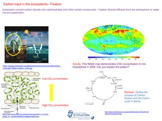 Carbon input in the ecosystems - Fixation
Autotrophs convert carbon dioxide into carbohydrates and other carbon compounds – Carbon dioxide diffuses from the atmosphere or water
into the autotrophs.
Revision: Outline the
process of Carbon
fixation and the Calvin
cycle in plants.
http://www.cms4schools.com/greenfield/faculty/mvolk/dark%20
reactions%20picture.jpg
https://upload.wikimedia.org/wikipedia/commons/thumb/d/d5/Carbon_
cycle.jpg/1280px-Carbon_cycle.jpg
Activity: This NASA map demonstrates CO2 concentration in mid-
troposphere in 2009. Can you explain this pattern?
http://www.tankonyvtar.hu/en/tartalom/tamop425/0010_1A_Book_
angol_01_novenyelettan/images/img40.png
Low CO2 concentration
High CO2 concentration
 