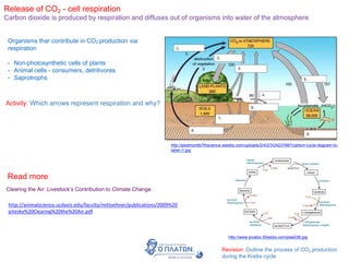 Release of CO2 - cell respiration
Carbon dioxide is produced by respiration and diffuses out of organisms into water of the atmosphere
Revision: Outline the process of CO2 production
during the Krebs cycle
http://www.sivabio.50webs.com/plas036.jpg
Activity: Which arrows represent respiration and why?
Clearing the Air: Livestock’s Contribution to Climate Change
Read more
http://animalscience.ucdavis.edu/faculty/mitloehner/publications/2009%20
pitesky%20Clearing%20the%20Air.pdf
http://piedmontib7thscience.weebly.com/uploads/2/4/2/3/24237687/carbon-cycle-diagram-to-
label-i1.jpg
Organisms thar contribute in CO2 production via
respiration
• Non-photosynthetic cells of plants
• Animal cells - consumers, detritivores
• Saprotrophs
 