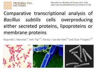 Comparative transcriptional analysis of
Bacillus subtilis cells overproducing
either secreted proteins, lipoproteins or
membrane proteins
 