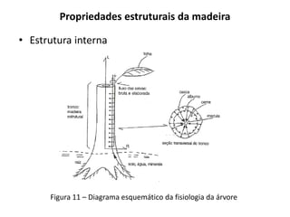 Propriedades estruturais da madeira
• Estrutura interna
Figura 11 – Diagrama esquemático da fisiologia da árvore
 