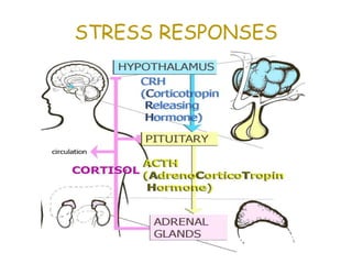 121. HPA Axis and Stress Theories | PPTX