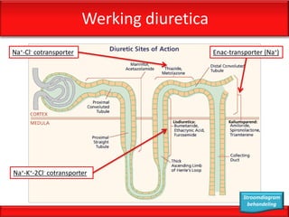 Werking diuretica
Na+-Cl- cotransporter                               Enac-transporter (Na+)




                                    Lisdiuretica:        Kaliumsparend:




Na+-K+-2Cl- cotransporter


                                                                Stroomdiagram
                                                                  behandeling
 
