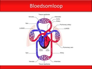 Bloedsomloop
 