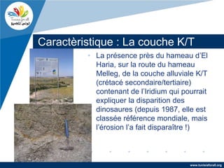 Caractèristique : La couche K/T
         • La présence près du hameau d’El
           Haria, sur la route du hameau
           Melleg, de la couche alluviale K/T
           (crétacé secondaire/tertiaire)
           contenant de l’Iridium qui pourrait
           expliquer la disparition des
           dinosaures (depuis 1987, elle est
           classée référence mondiale, mais
           l’érosion l’a fait disparaître !)



                                        www.tunisiaforall.org
 