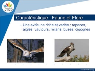 Caractéristique : Faune et Flore
 – Une avifaune riche et variée : rapaces,
   aigles, vautours, milans, buses, cigognes




                                      www.tunisiaforall.org
 