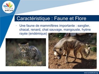 Caractéristique : Faune et Flore
• Une faune de mammifères importante : sanglier,
  chacal, renard, chat sauvage, mangouste, hyène
  rayée (endémique)




                                           www.tunisiaforall.org
 
