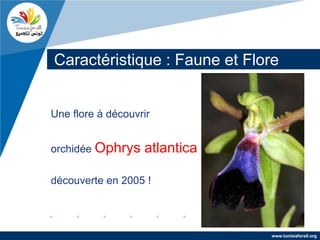 Caractéristique : Faune et Flore


Une flore à découvrir


orchidée Ophrys    atlantica

découverte en 2005 !




                               www.tunisiaforall.org
 