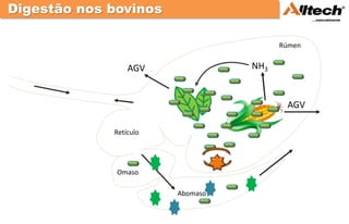 Digestão nos bovinos

                                        Rúmen


                 AGV              NH3


                                         AGV

             Retículo




              Omaso

                        Abomaso
 