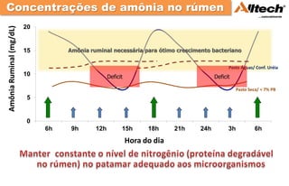 Concentrações de amônia no rúmen
                         20
Amônia Ruminal (mg/dL)



                         15        Amônia ruminal necessária para ótimo crescimento bacteriano


                                                                                            Pasto Águas/ Conf. Uréia
                         10                       Deficit                             Deficit

                                                                                                 Pasto Seca/ < 7% PB
                         5


                         0
                              6h    9h      12h         15h       18h     21h   24h         3h           6h

                                                            Hora do dia
 