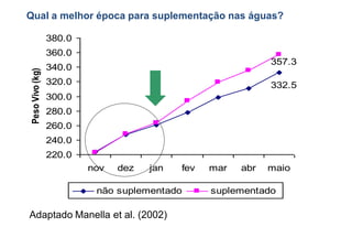 Qual a melhor época para suplementação nas águas?

                  380.0
                  360.0
                                                              357.3
                  340.0
 Peso Vivo (kg)



                  320.0                                       332.5
                  300.0
                  280.0
                  260.0
                  240.0
                  220.0
                          nov   dez   jan   fev   mar   abr   maio

                           não suplementado       suplementado

Adaptado Manella et al. (2002)
 