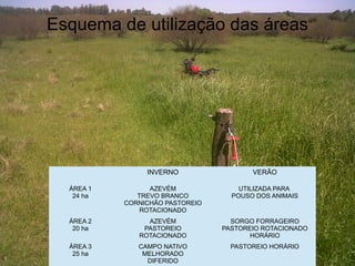 Esquema de utilização das áreas




                INVERNO                 VERÃO

  ÁREA 1         AZEVÉM              UTILIZADA PARA
   24 ha      TREVO BRANCO         POUSO DOS ANIMAIS
           CORNICHÃO PASTOREIO
               ROTACIONADO
  ÁREA 2        AZEVÉM             SORGO FORRAGEIRO
   20 ha       PASTOREIO         PASTOREIO ROTACIONADO
              ROTACIONADO               HORÁRIO
  ÁREA 3      CAMPO NATIVO         PASTOREIO HORÁRIO
   25 ha       MELHORADO
                DIFERIDO
 