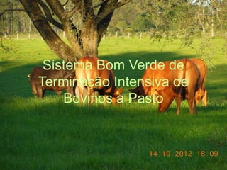 Sistema Bom Verde de
Terminação Intensiva de
    Bovinos a Pasto
 