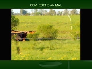 BEM ESTAR ANIMAL
 