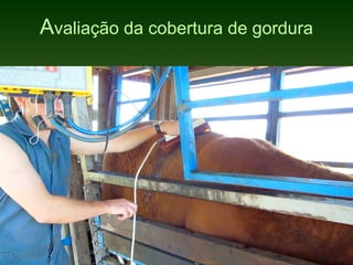 Avaliação da cobertura de gordura
 