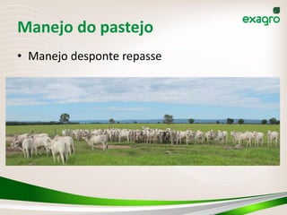 Manejo do pastejo
• Manejo desponte repasse
 