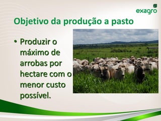 Objetivo da produção a pasto

• Produzir o
  máximo de
  arrobas por
  hectare com o
  menor custo
  possível.
 