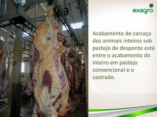 Acabamento de carcaça
dos animais inteiros sob
pastejo de desponte está
entre o acabamento do
inteiro em pastejo
convencional e o
castrado.
 