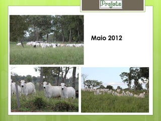 Maio 2012
 