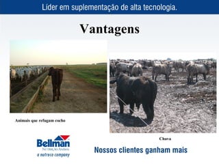 Vantagens




Animais que refugam cocho



                                        Chuva
 