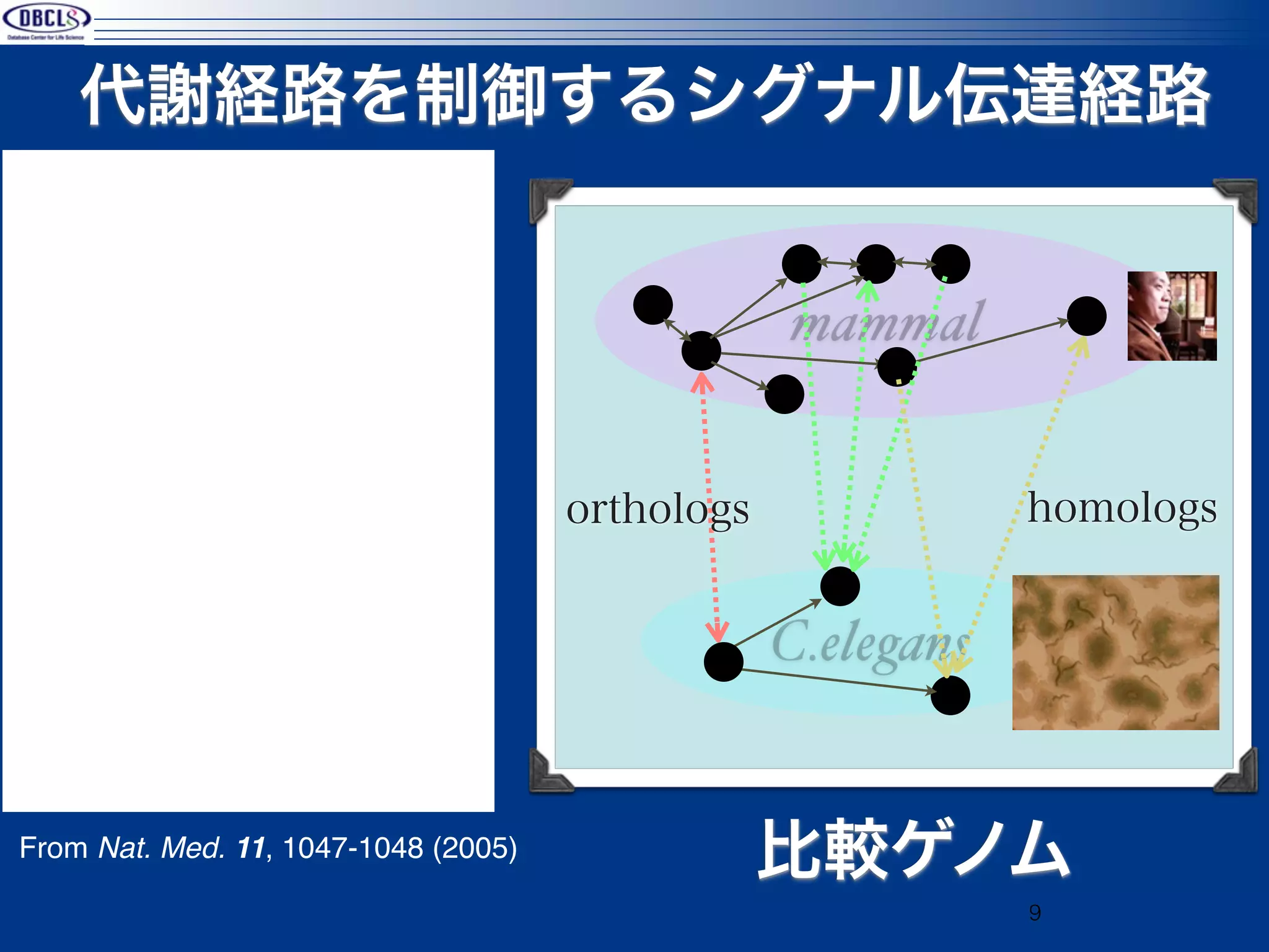 代謝経路を制御するシグナル伝達経路


                                                  mammal


                                      orthologs               homologs


                                                  C.elegans


From Nat. Med. 11, 1047-1048 (2005)
                                                  比較ゲノム
                                                              9
 