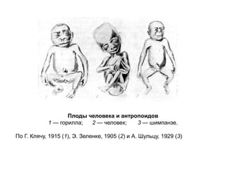 Плоды человека и антропоидов
1 — горилла; 2 — человек; 3 — шимпанзе.
По Г. Клячу, 1915 (1), Э. Зеленке, 1905 (2) и А. Шульцу, 1929 (3)
 