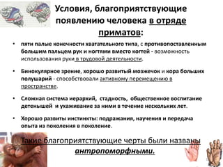 Условия, благоприятствующие
появлению человека в отряде
приматов:
• пяти палые конечности хватательного типа, с противопоставленным
большим пальцем рук и ногтями вместо когтей - возможность
использования руки в трудовой деятельности.
• Бинокулярное зрение, хорошо развитый мозжечок и кора больших
полушарий - способствовали активному перемещению в
пространстве.
• Сложная система иерархий, стадность, общественное воспитание
детенышей и ухаживание за ними в течение нескольких лет.
• Хорошо развиты инстинкты: подражания, научения и передача
опыта из поколения в поколение.
Такие благоприятствующие черты были названы
антропоморфными.
12
 