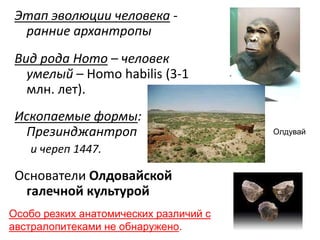 Этап эволюции человека -
ранние архантропы
Вид рода Homo – человек
умелый – Homo habilis (3-1
млн. лет).
Ископаемые формы:
Презинджантроп
и череп 1447.
Основатели Олдовайской
галечной культурой
Олдувай
Особо резких анатомических различий с
австралопитеками не обнаружено.
 