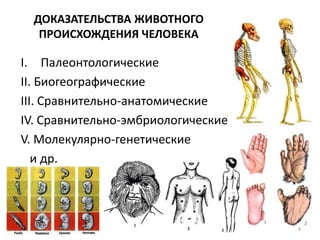 ДОКАЗАТЕЛЬСТВА ЖИВОТНОГО
ПРОИСХОЖДЕНИЯ ЧЕЛОВЕКА
I. Палеонтологические
II. Биогеографические
III. Сравнительно-анатомические
IV. Сравнительно-эмбриологические
V. Молекулярно-генетические
и др.
9
 