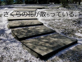 さくらの花が散ちっている。
 