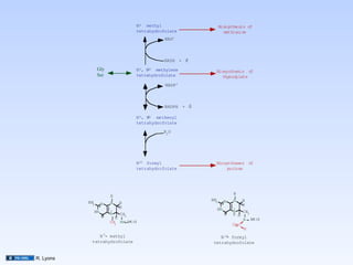 N 5 methyl                       Biosynthesis of
                                 tetrahydrofolate                    methionine
                                             NAD+



                                                    +
                                             NADH + H

                 Gly             N 5, N10 methylene           Biosynthesis of
                 Ser             tetrahydrofolate                thymidylate
                                             NADP +



                                                        +
                                             NADPH + H

                                 N 5, N
                                      10 methenyl
                                 tetrahydrofolate

                                            H2 O




                                 N10 formyl                   Biosyntheses of
                                 tetrahydrofolate                  purines




                                                                        H
                       H
                                                            NH      N   N   H
           NH     N    N   H                                  2
             2                                                              H
                           H                                  HN        +
             HN        +                                                N   CH2
                       N   CH2                                      O   H H
                  O      H                                                  N (etc)
                       CH NH (etc)
                         3                                              O C
                                                                            H
               N 5- methyl                                      N 10 formyl
                                                                   -
            tetrahydrofolate                                 tetrahydrofolate


R. Lyons
 