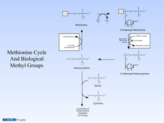 H
                                               H                                                  (+)                               (-)
                                                                                           CH3     S       CH2      CH C         COO
                                                          (-)                                                         2
                       CH3
                              S    CH2
                                           CH C
                                             2
                                                     COO
                                                                                                   CH2
                                                                                                                          NH
                                                                                                                         (+) 3
                                               NH3
                                              (+)
                                                                   ATP +           PPi +                    O
                                                                    H2O                                             Adenine
                                                                                    Pi
                                                                                                        H       H
                                          Methionine                                               H OH OH
                                                                                                          H

                                                                                            S-Adenosyl Methionine

                                                                                                                        Methyl a cceptor
                      tetrahydrofolate
                                                                                           Bios ynthetic


                                                                                                                *
                                                                                            Methylation             see examples
                                                                                                reaction

                             N5 methyl                                                                                 Methylated acceptor
                       tetrahydrofolate



Methionine Cycle	

                           H
                                                                                                  (+)
                                                                                                 HS        CH2      CH C
                                                                                                                      2
                                                                                                                          H
                                                                                                                                 COO
                                                                                                                                    (-)



 And Biological	

         HS     CH2 CH2 C
                                              NH3
                                                    COO
                                                       (-)
                                                                                                   CH2
                                                                                                                          NH
                                                                                                                         (+) 3

                                                                                                            O
 Methyl Groups	

                             (+)

                                     Homocysteine
                                                                                                        H
                                                                                                   H OH OH
                                                                                                          H
                                                                                                                H
                                                                                                                    Adenine




                                                                     H                       S-Adenosyl Homocysteine
                                                                                  (-)
                                                       HO       CH C
                                                                  2
                                                                            COO
                                                                     NH
                                                                    (+) 3

                                                                 Serine

                                                                    H
                                                                              (-)
                                                       HS       CH2 C       COO
                                                                    NH
                                                                   (+) 3

                                                                Cysteine

                                          (remainder of
                                          homocysteine
                                            degraded
                                           for energy)

    R. Lyons
 