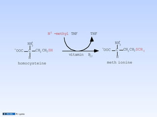 N 5 -methyl THF      THF

             +                                              +
           NH                                             NH3
             3
-                                                  -            CH2 CH2 SCH 3
    OOC    C     CH2 CH2 SH                        OOC    C
                                  vitamin   B12
         H                                                 H
    homocysteine                                       meth ionine




R. Lyons
 