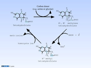 Carbon donor
                                                                        H
                 H              (e.g. serine or glycine)
                                                           NH2    N     N    H
  NH2      N     N       H                                                   H
                         H                                   HN         +
      HN         +                                                      N   CH2
                 N       CH2                                      O       H
           O         H                                                  CH N (etc)
                 H                                                        2
                         NH (etc)
                                                             N5 , N
                                                                  10 methylene
      Tetrahydrofolate                                       tetrahydrofolate



                                                                                   +
meth ionine                                                                 NADH + H



               homocyste ine                   H
                                    NH2    N   N    H            NAD+
                                                    H
                                      HN       +
                                               N   CH2
                                           O     H
                                               CH NH (et
                                                 3
                                                        c)
                                         N 5 methyl
                                      tetrahydrofolate

R. Lyons
 